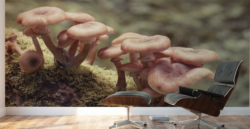 Mushrooms Wall Murals