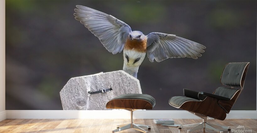 CR5 8076 Wall Murals