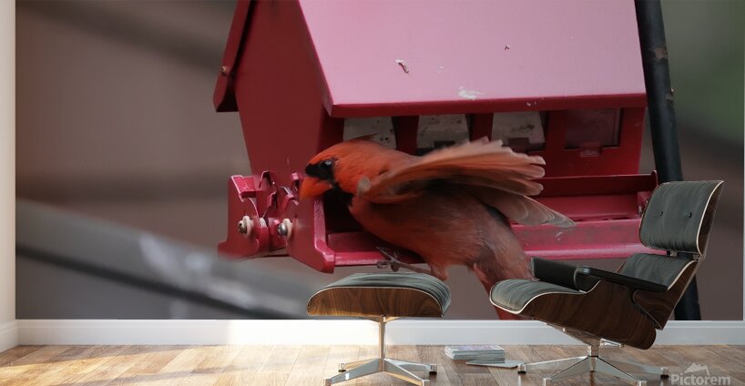 CardinalAtFeederLanding Wall Murals