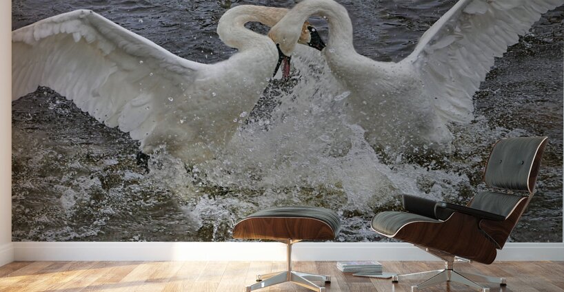 Battling Swans Wall Murals