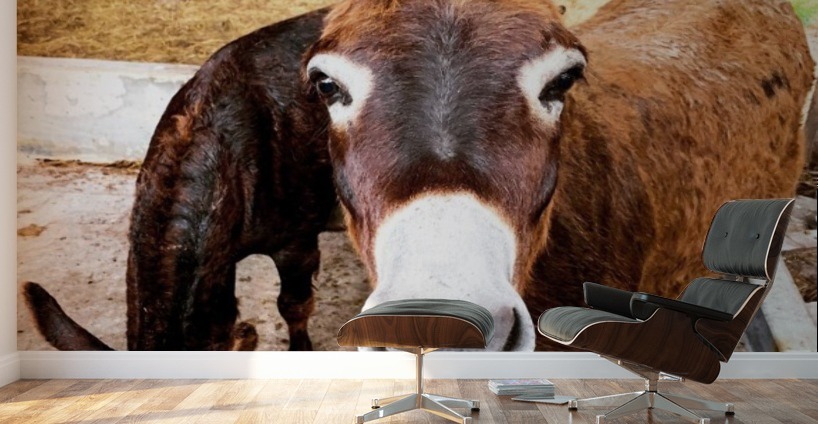 Donkey friends Wall Murals