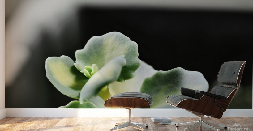 Sedum stonecrop plant detail Wall Murals