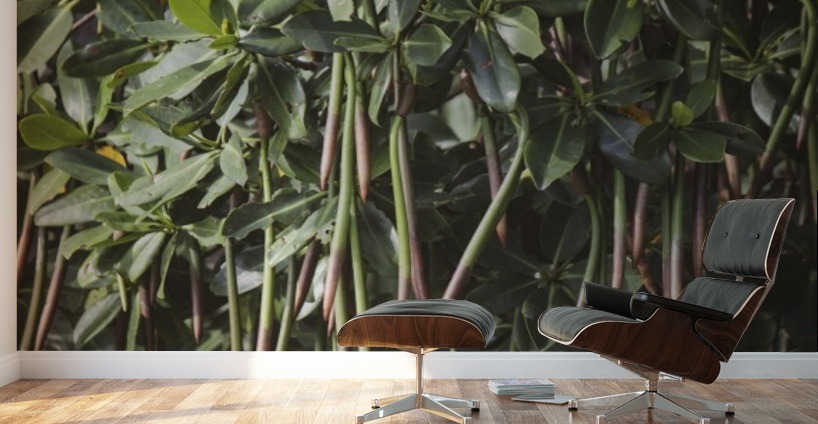 Mangrove Wall Murals