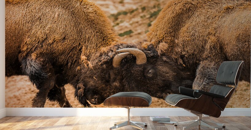 Battle For Hayden Valley Wall Murals