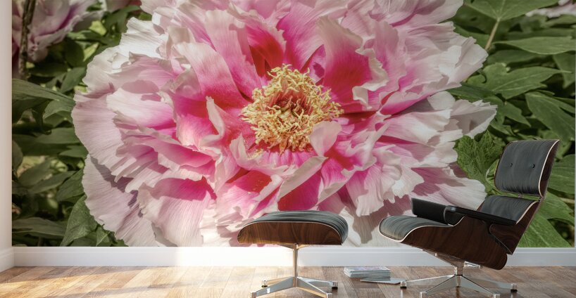 Pick the Largest Pink Peony Wall Murals