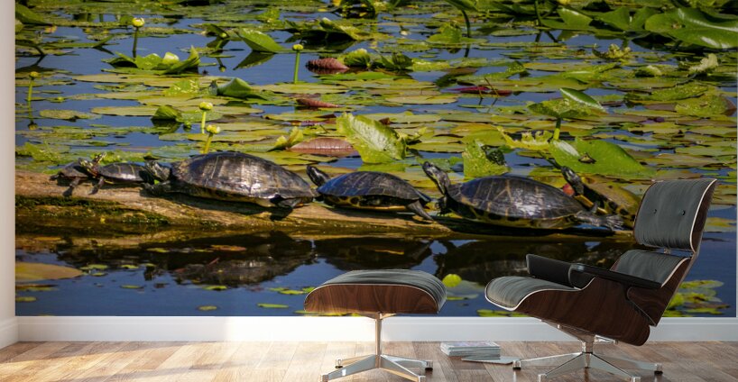 Turtle Row Spa Line Up Wall Murals