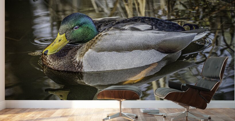 11425 Mallard Duck  Wall Murals