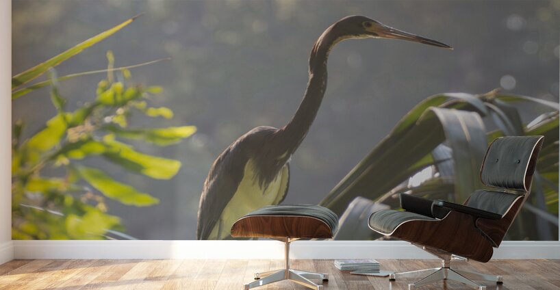 Tri Colored Heron with Backlighting Wall Murals