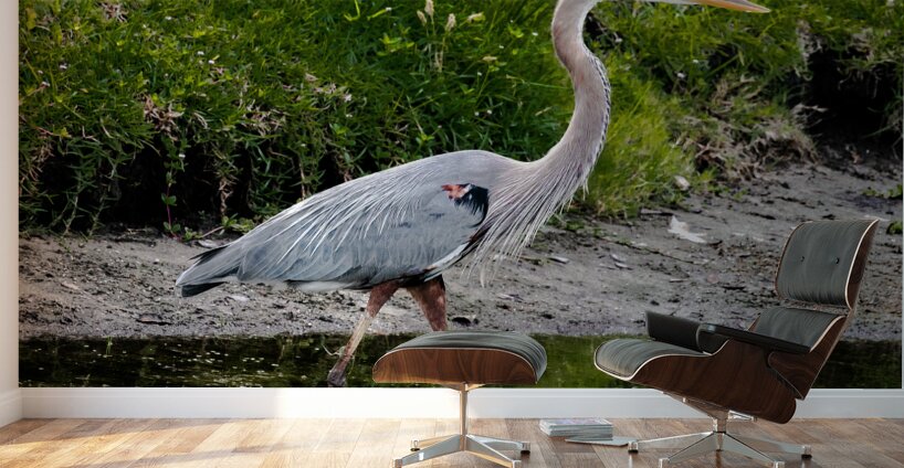 The Heron Strut Wall Murals