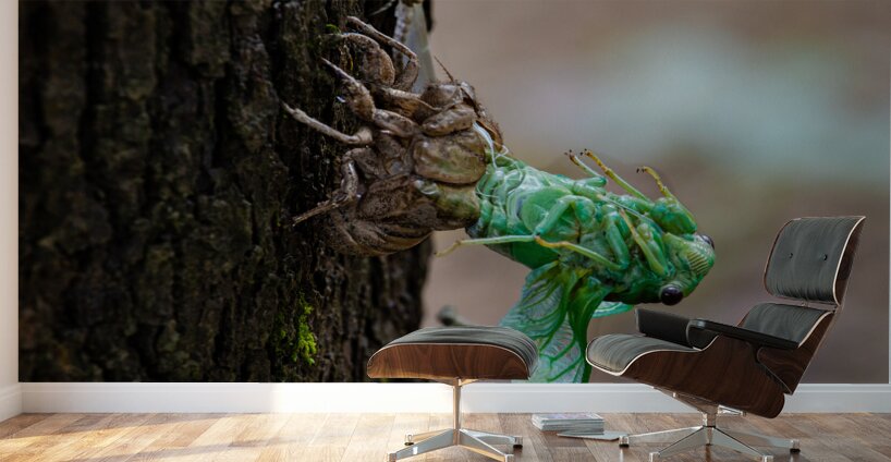 Annual Cicada Molting Wall Murals