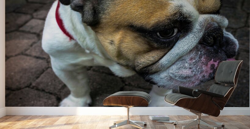 Bulldog Wall Murals