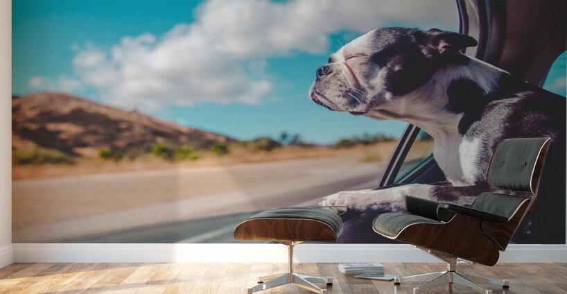 Boston Terrier Dog  Wall Murals