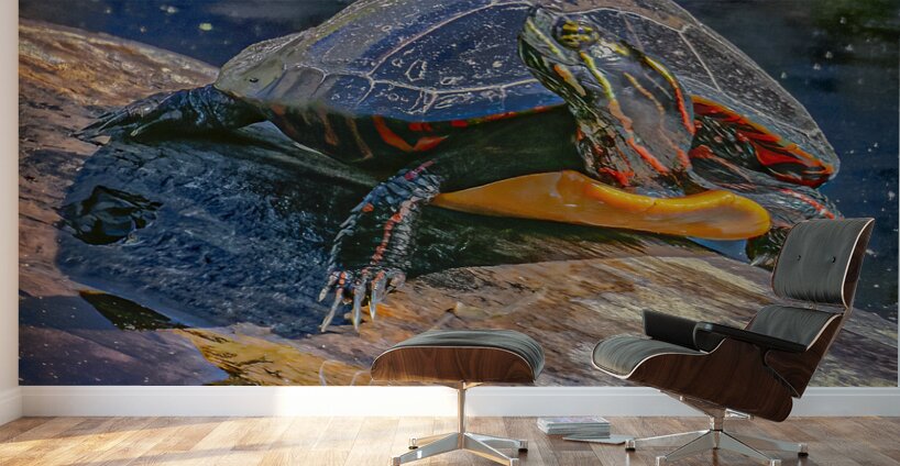 Painted Turtle Basking in the Sun Wall Murals