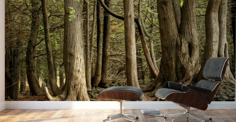 Beaver Valley Trippers Wall Murals