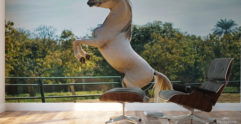 white horse enh 1 Wall Murals