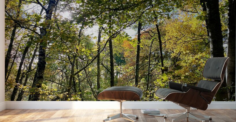 Autumn Sunlight in a Scottish Highlands Forest Wall Murals