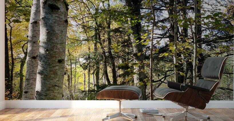 Autumns Sunlight in the Scottish Highlands Wall Murals