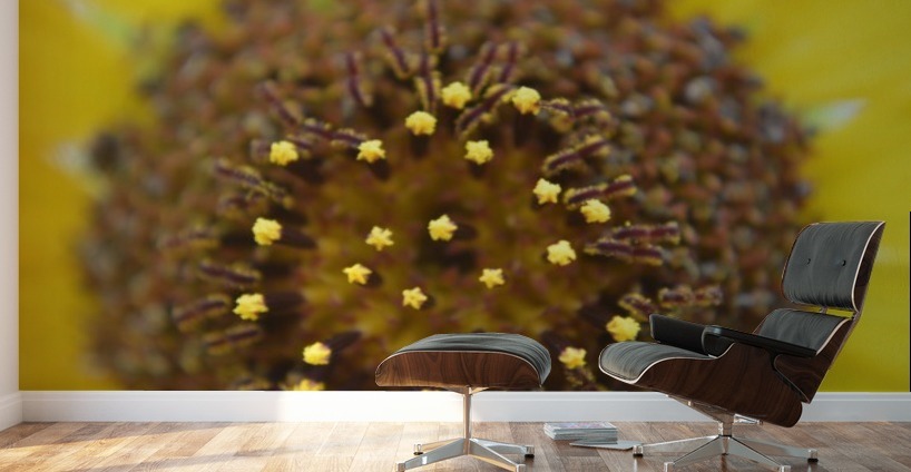 Sunflower Stars Wall Murals