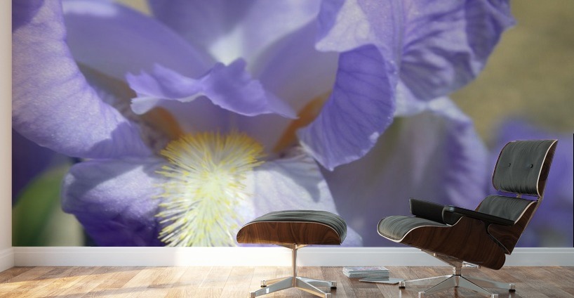 Light Purple Bearded Iris Wall Murals