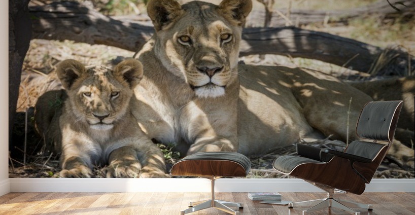 Lion cub 03 Wall Murals