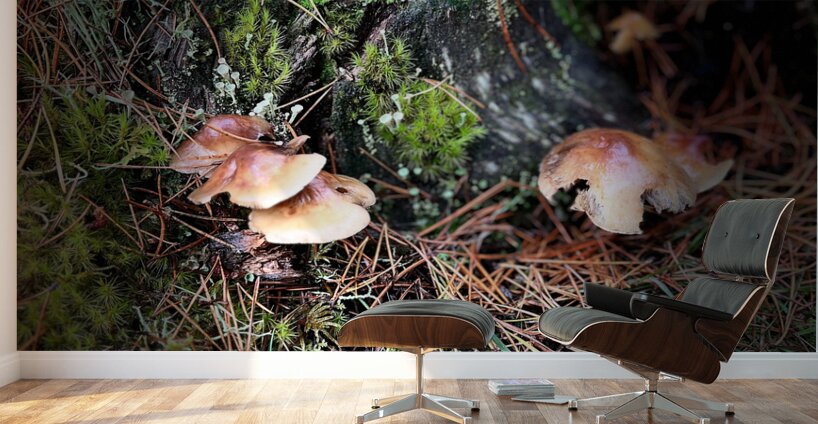 Scenes from the Trail- Forest Mushrooms  Wall Murals