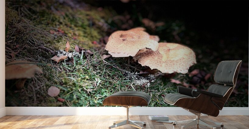 Scenes from the Trail- Forest Mushrooms Wall Murals