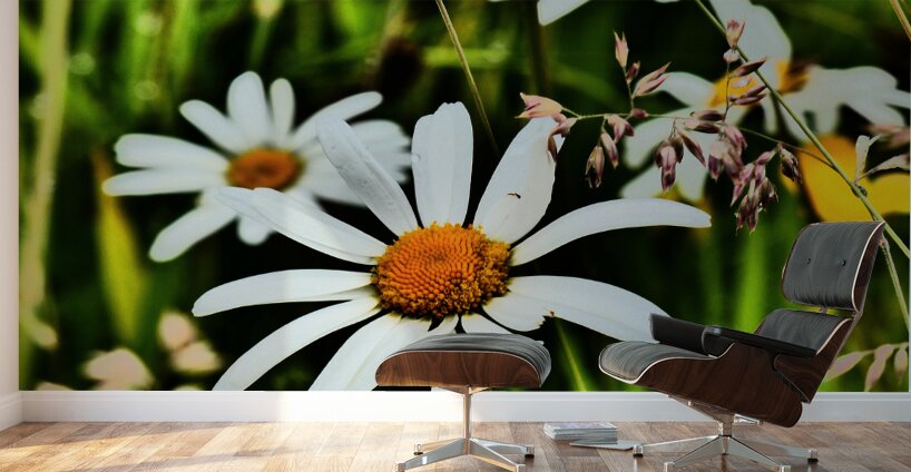  Wild Daises in the Scottish Highlands  Wall Murals