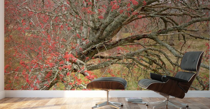 Scottish Highlands Rowan Tree   Wall Murals