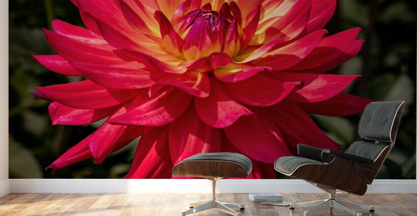 Floral - Dahlia Wall Murals