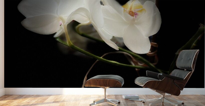 Portraits of Plants  Orchids in the Darkness  Wall Murals