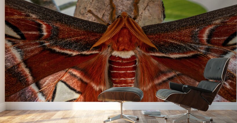 Atlas Moth Close Up Wall Murals