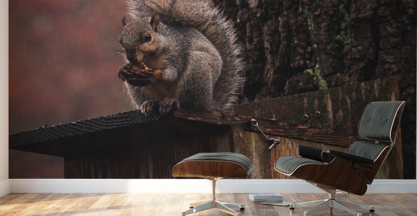 Squirrel on a Birdhouse   Rainy Autumn Wall Murals