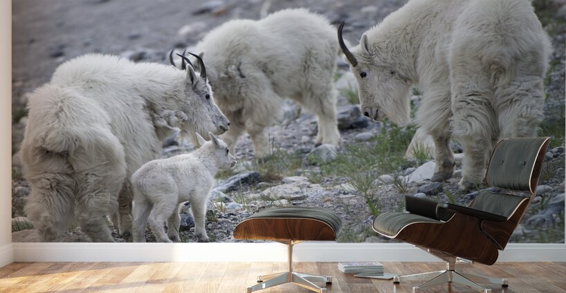 The Graceful Herd: White Mountain Goats in the Wild Wall Murals