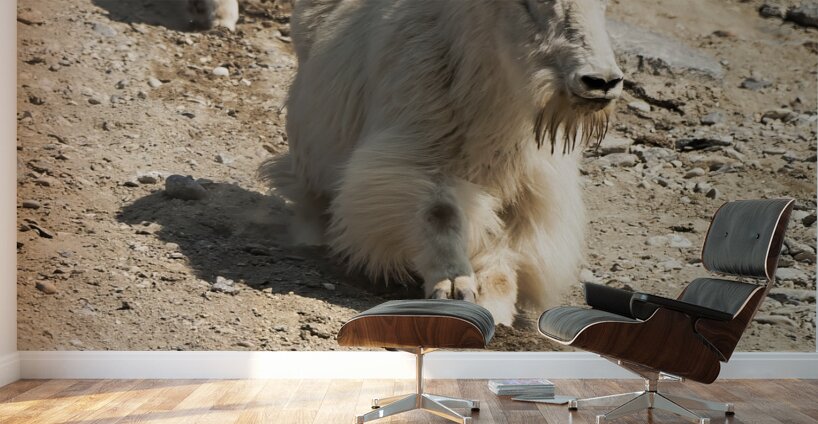 Following in Her Footsteps: Baby Mountain Goat and Mama Wall Murals