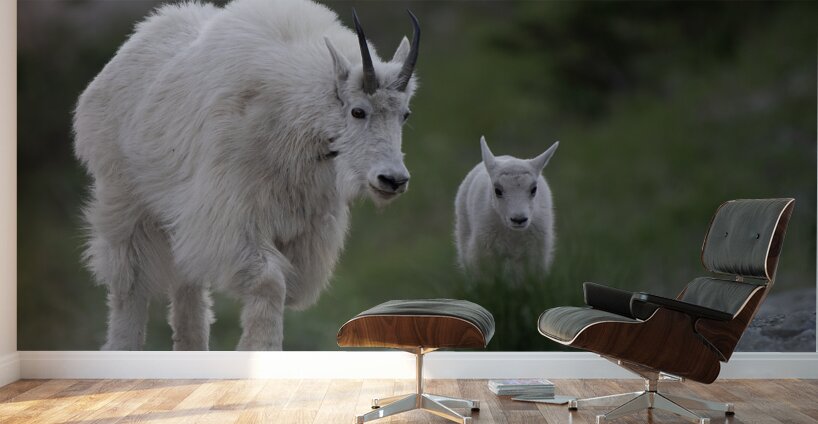 Tender Moments: Mama Mountain Goat and Baby in Nature Wall Murals