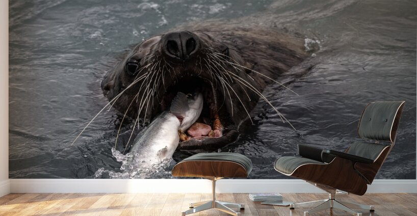 Graphic Sea Lion Hunts: Understanding Their Predatory Skills Wall Murals