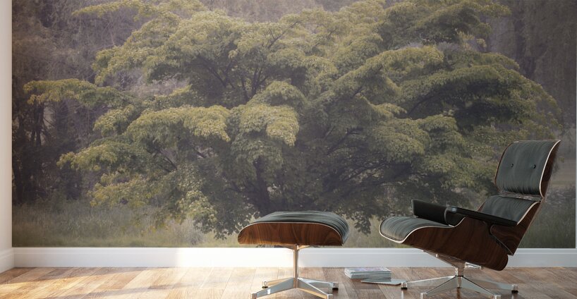 Cedar Creek Park   Late Spring Dogwood Wall Murals