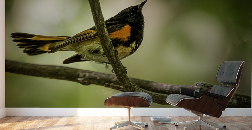 11563 American Redstart      Setophaga rutcilla  Wall Murals