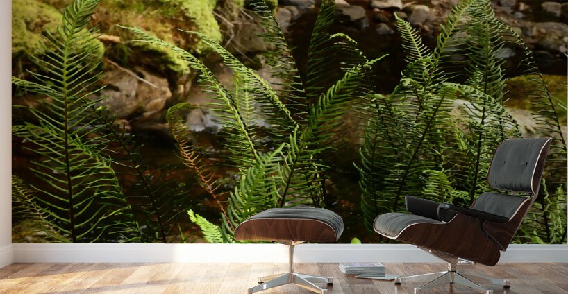 Summer Forest Ferns in the Scottish Highlands  Wall Murals