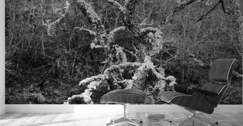 Black and White Winter in the Scottish Highlands Wall Murals