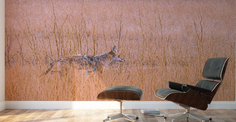 Badlands Cayote Wall Murals