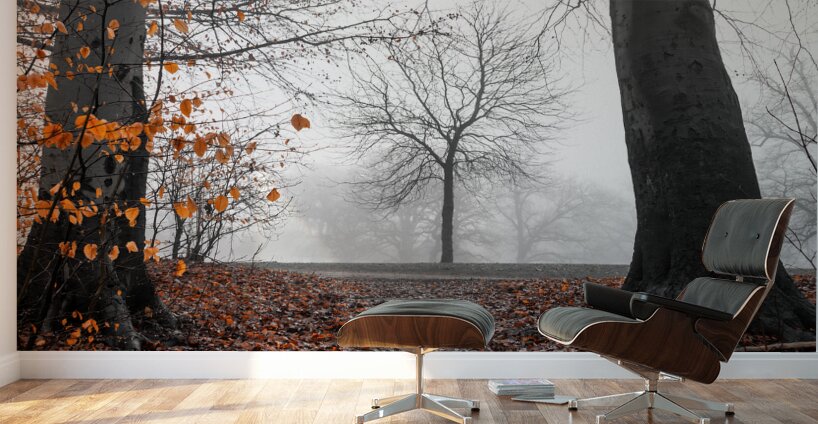 Trees and orange leaves in a park on a foggy morning  Wall Murals
