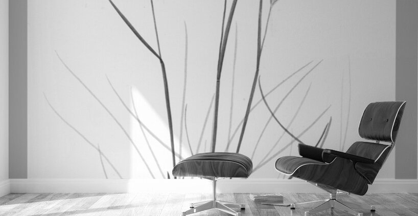 Poa labradorica Wall Murals