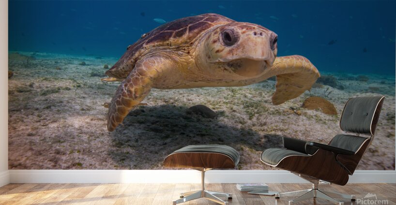 IMG 3843 Loggerhead Turtle Wall Murals