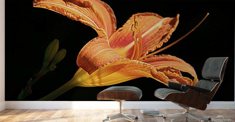 IMG 0846 sq upscayl 4x ultrasharp 4x Wall Murals