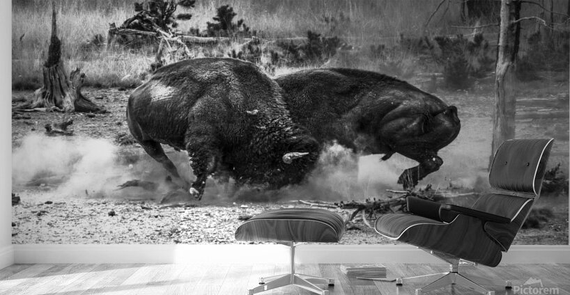 Bison Battle Wall Murals
