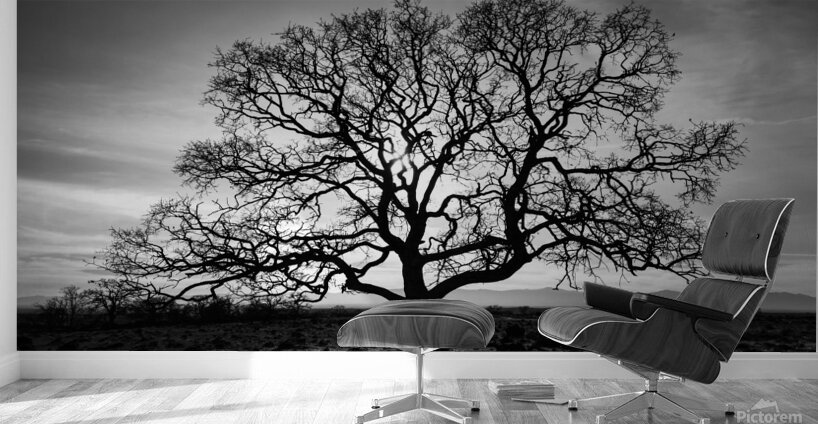 Timeless Strength Monochrome - Lone oak in the Sacramento Riverbend Area - Tehama County California Wall Murals