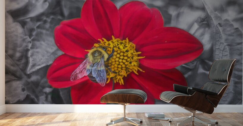 Lone Bee Red Dahlia Wall Murals