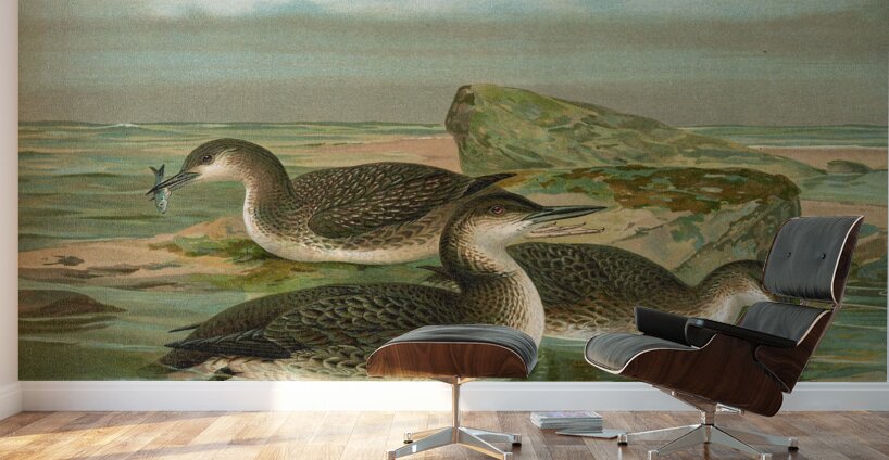 Gavia arctica [L.]. Polar–Seetaucher. By Johann Friedrich Naumann [1780–1857] Wall Murals