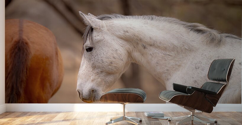 BZ9 4811 Enhanced NR Wall Murals